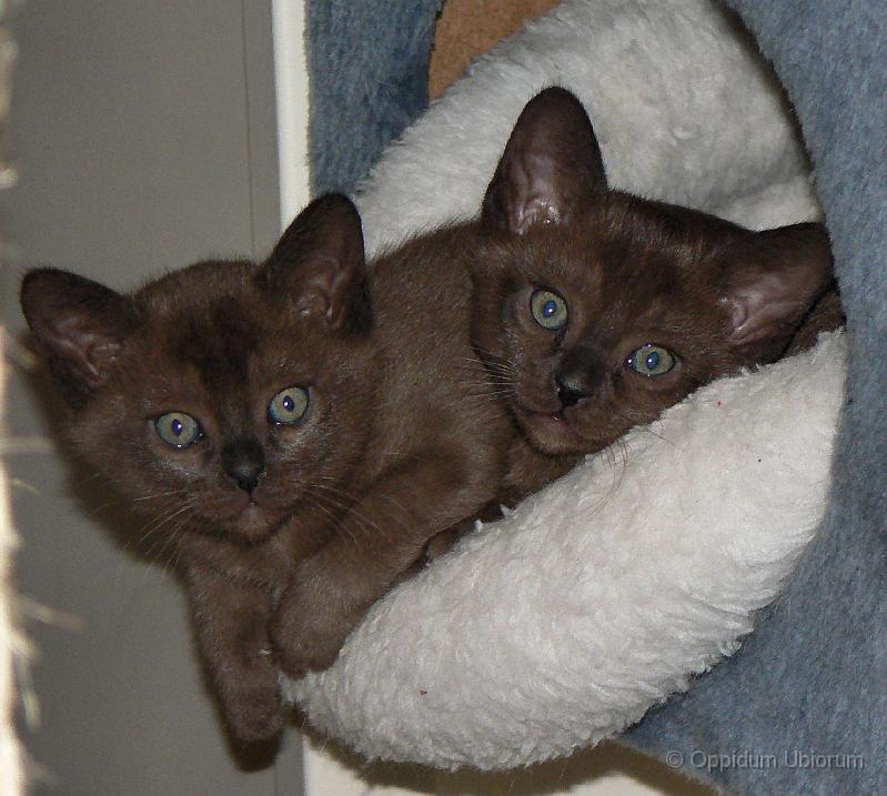 P1090620 perdita en pebbles.jpg